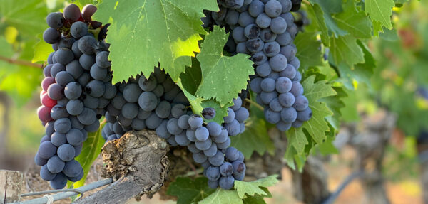 Grape Harvest