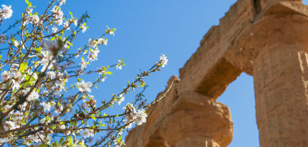 Cherry Blossoms