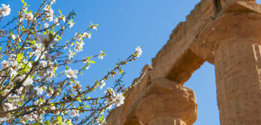 Cherry Blossoms