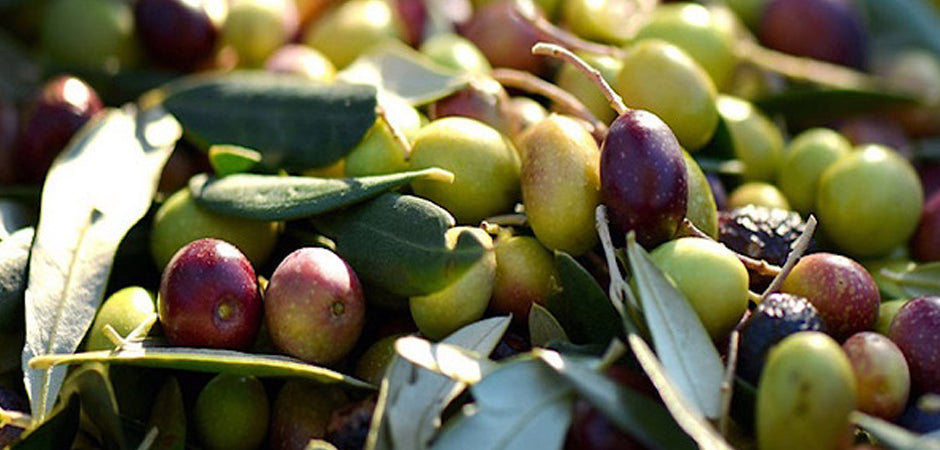 Olive Harvest